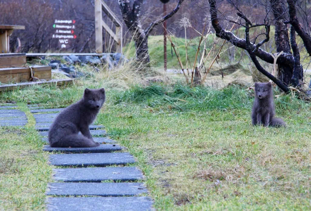 Two arctic foxes in summer coat sitting beside a stone path in Þórsmörk.