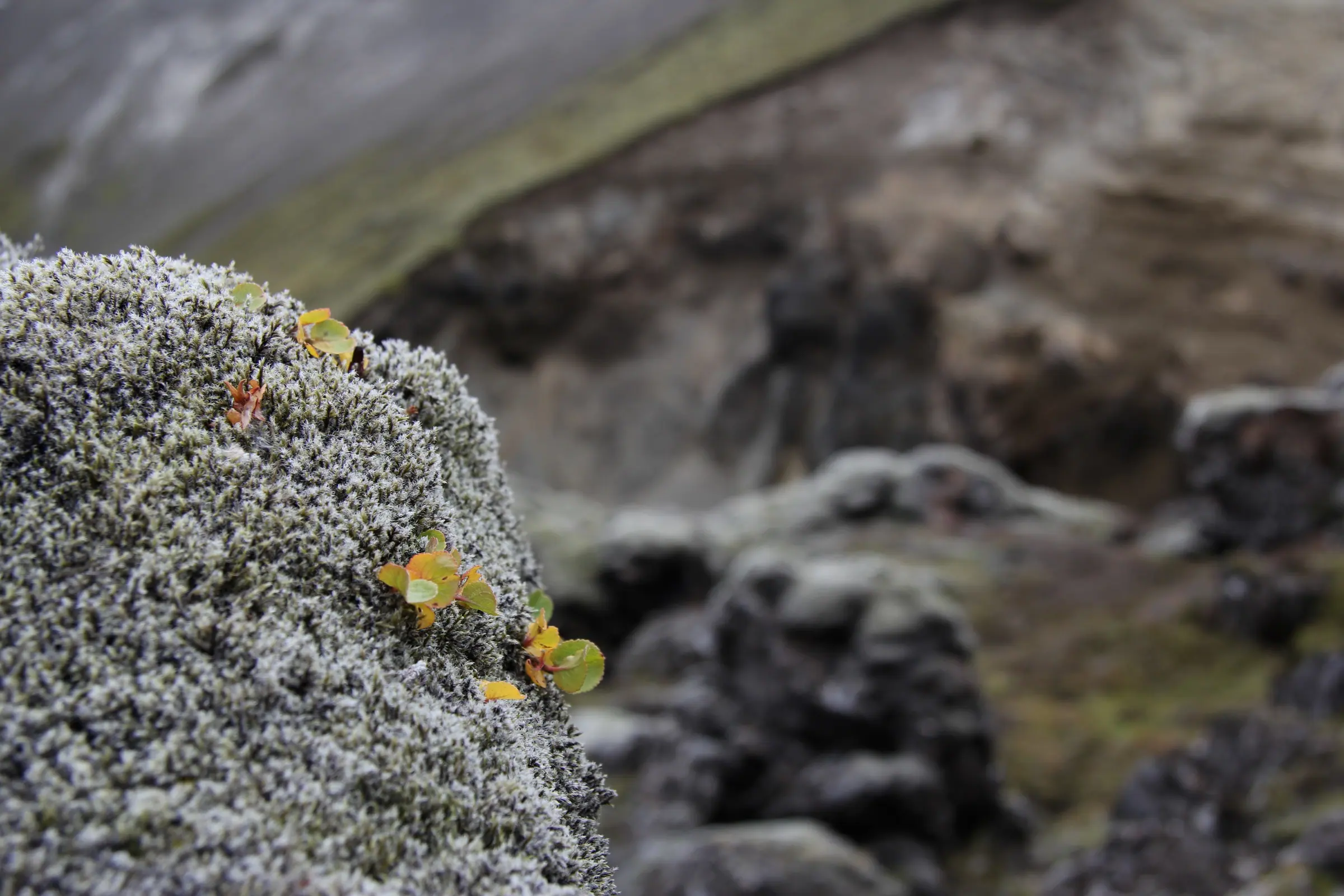 Close-up of grey highland lichen on lava rock, with a few small green and yellow leaves growing through it.