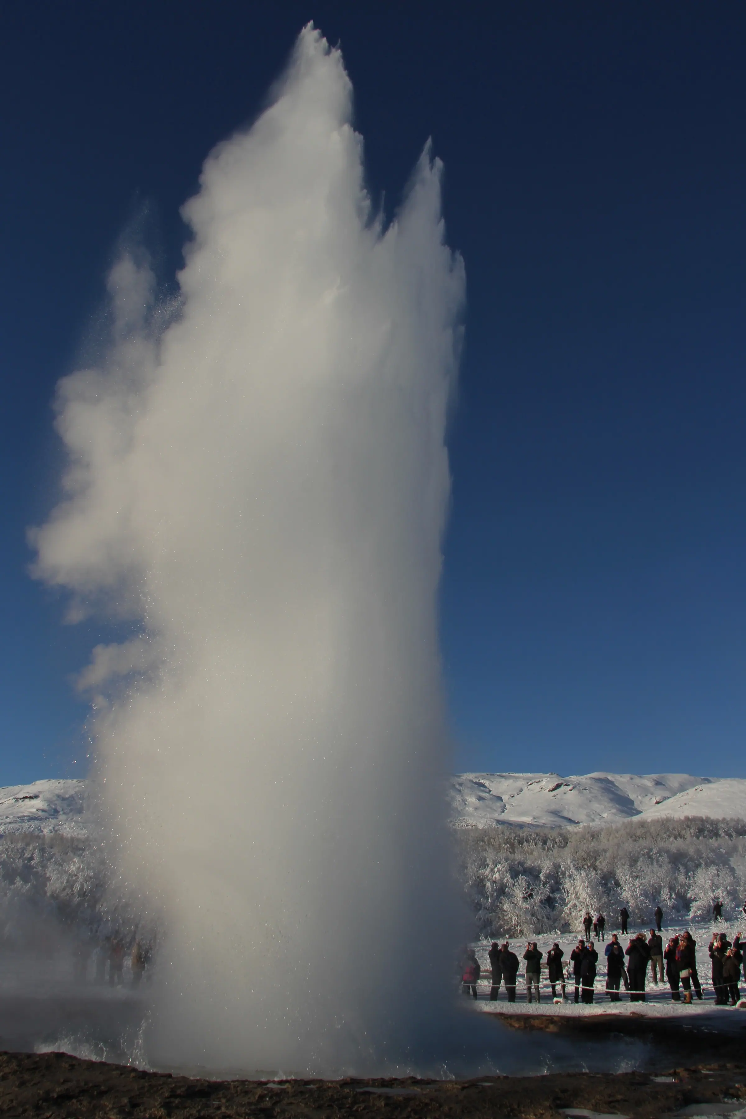 Strokkur erupting in winter: a tall column of water and steam against a clear blue sky, with visitors watching from behind the rope.