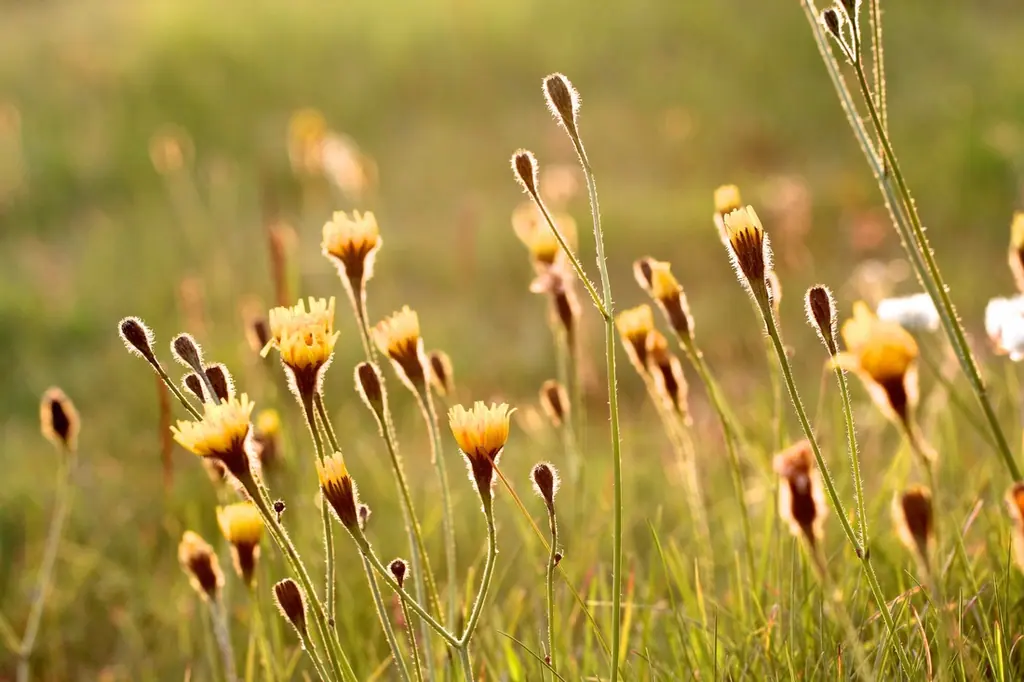 Yellow and rust-coloured wildflowers on tall stems in a meadow, the background thrown out of focus.
